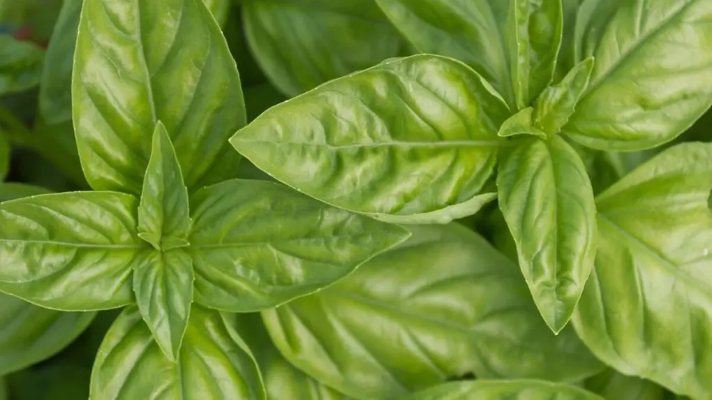 Refrescância Bucal: Um Hálito Puro e Agradável - inspiração 2