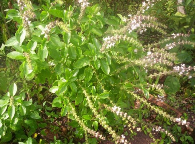 Alívio Respiratório: Respire Melhor com Facilidade - inspiração 1