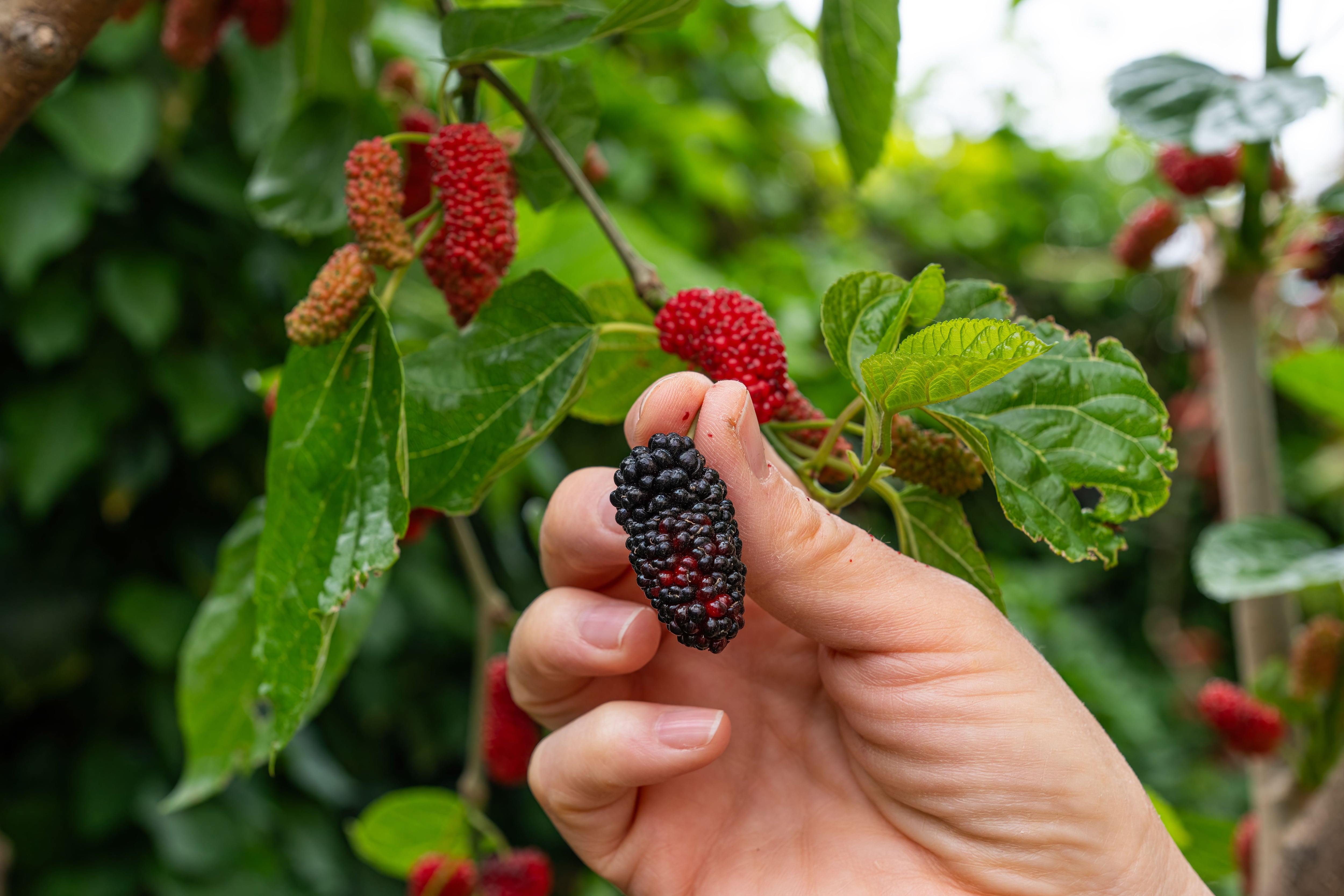 Alívio Menstrual: Diga Adeus às Cólicas Inconvenientes - inspiração 2