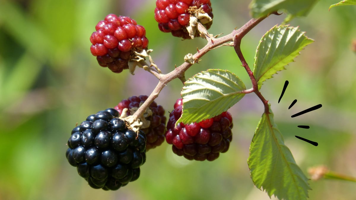 Menopausa Suave: Um Conforto Natural para a Transição - inspiração 2