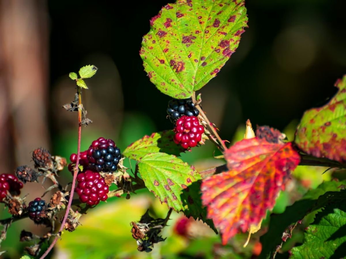 Pele Radiante: Um Brilho que Vem de Dentro para Fora - inspiração 2