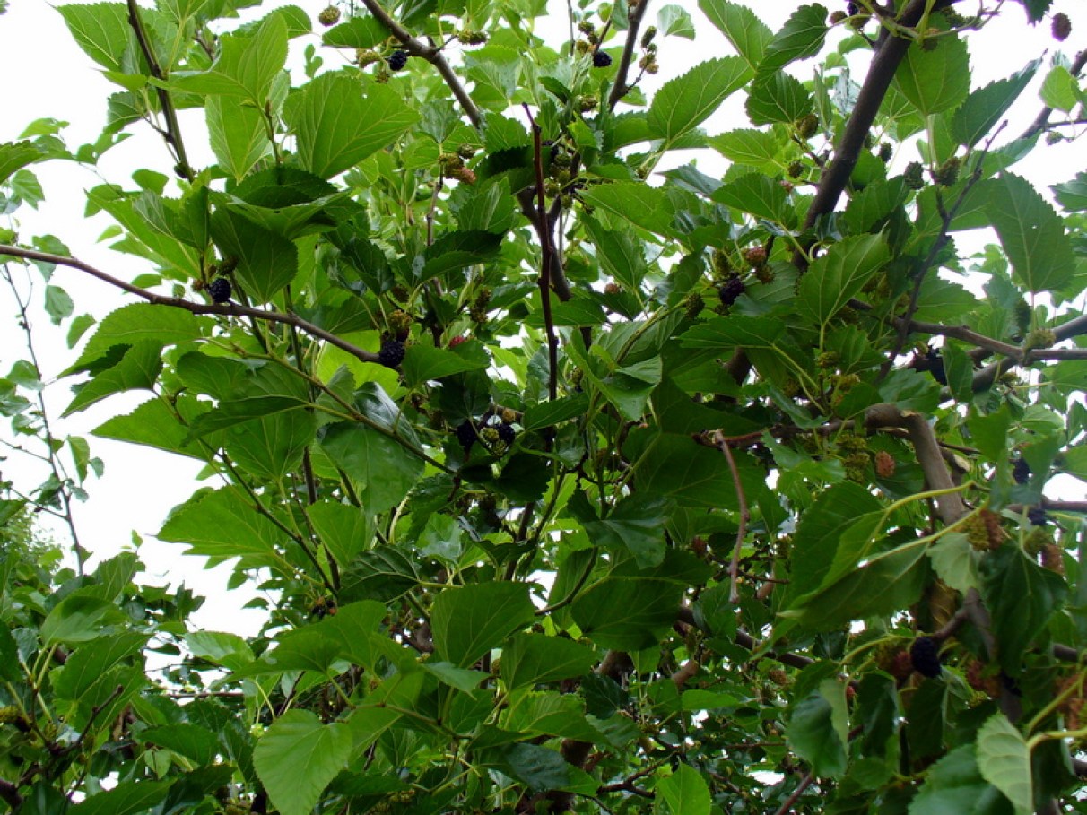 Ação Antioxidante Poderosa: Proteção Contra os Danos Celulares - inspiração 1