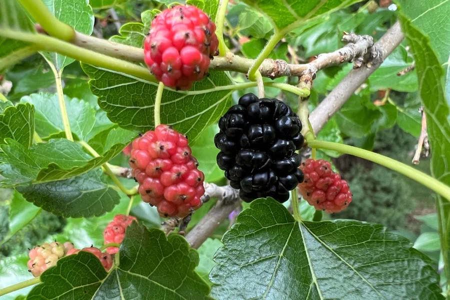 Controle Glicêmico: Um Apoio Natural para Seus Níveis de Açúcar - inspiração 2