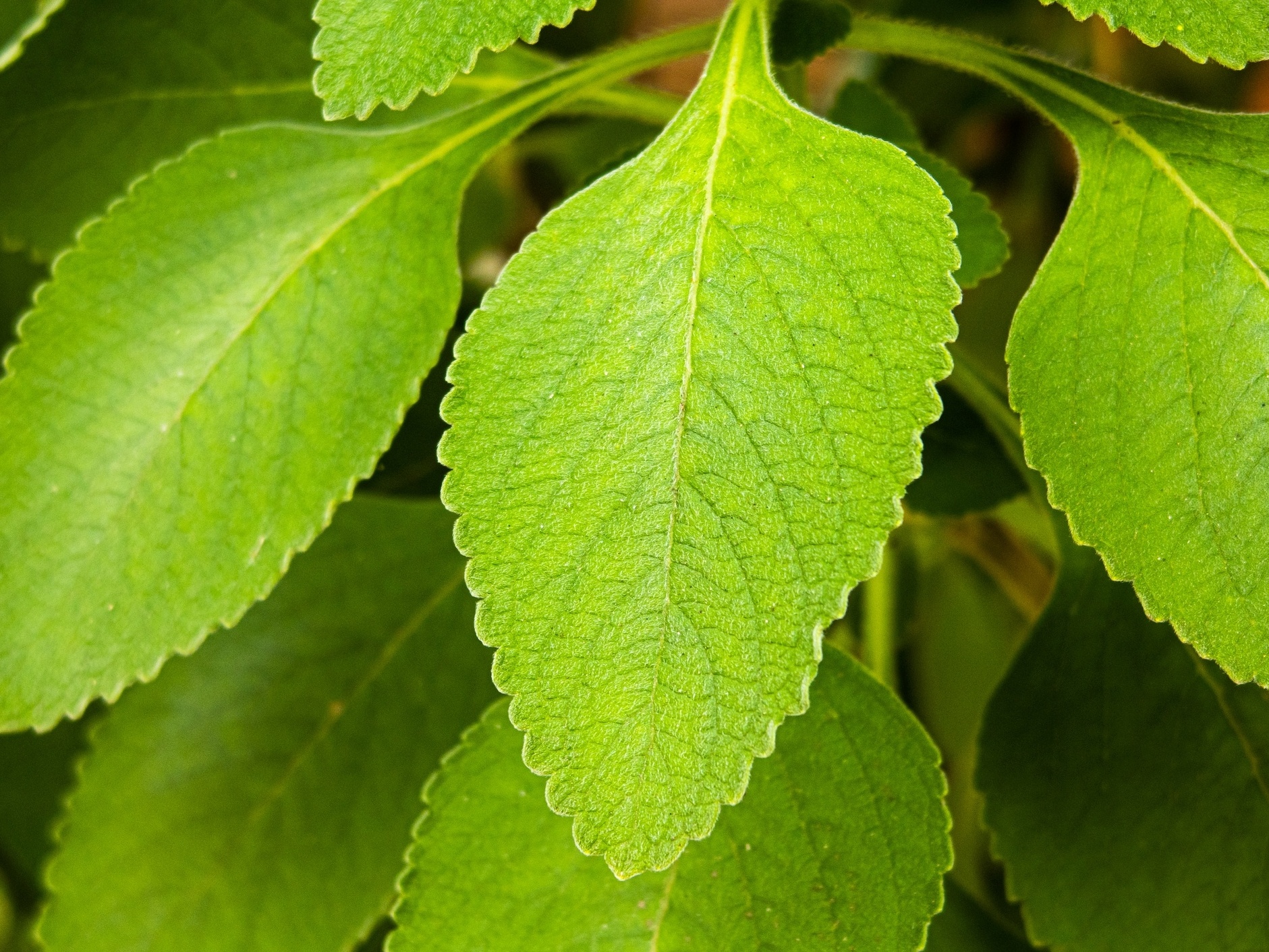 Alívio Rápido para Indigestão e Gases - inspiração 2