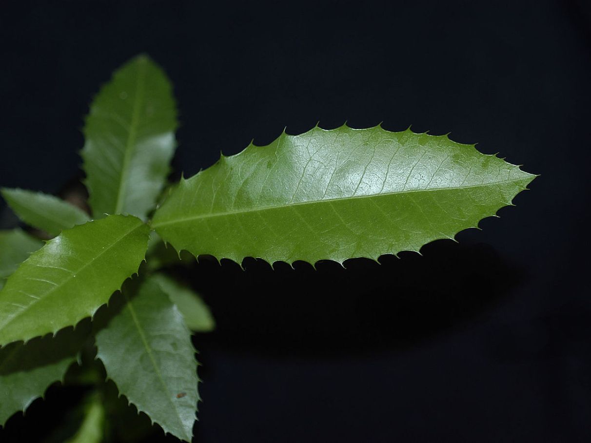 Propriedades Antioxidantes: Pele Radiante e Corpo Protegido - inspiração 1