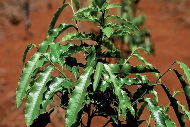 Cicatrização Auxiliada: Recuperação Acelerada - inspiração 2