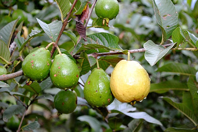 Uma Fonte Rica de Antioxidantes - inspiração 1