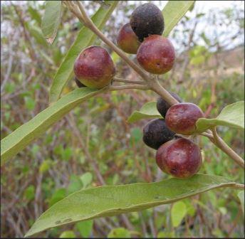Alívio para Dores de Estômago e Digestão - inspiração 1