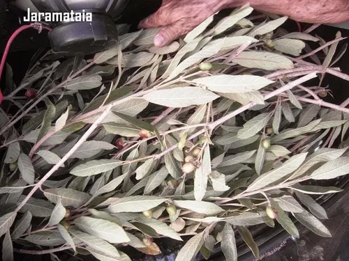 Ciclo Menstrual Mais Tranquilo e Regular - inspiração 1