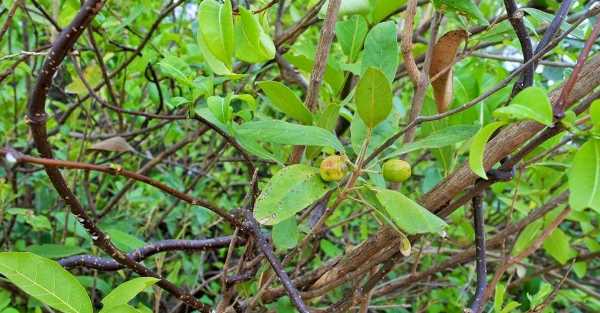Ciclo Menstrual Mais Tranquilo e Regular - inspiração 2
