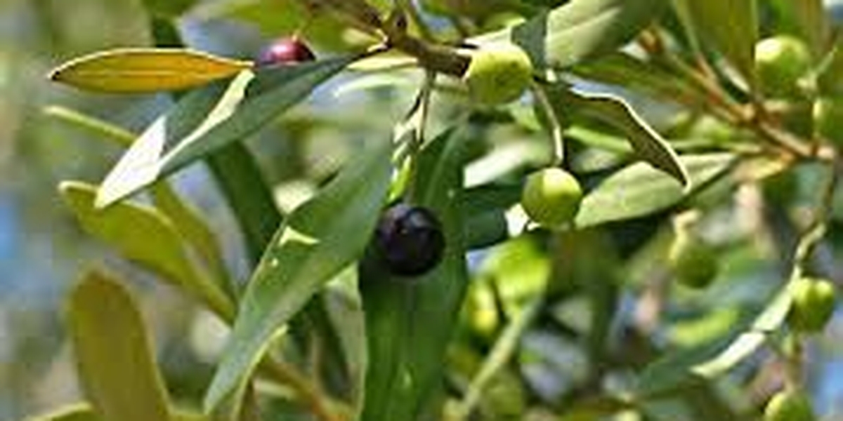 Saúde da Pele: Ação Antioxidante em Ação - inspiração 2