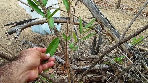 Controle Glicêmico: Um Suporte para o Dia a Dia - inspiração 1