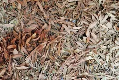 Ação Diurética: Elimine Toxinas com Leveza - inspiração 2