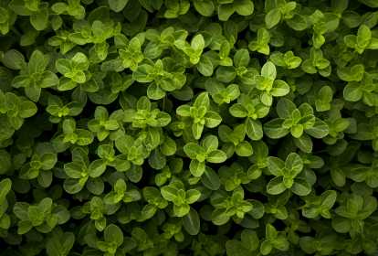 Um Impulso para Sua Saúde Mental - inspiração 2