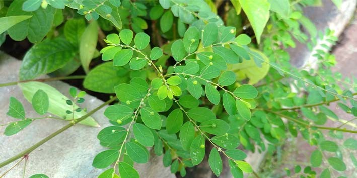 Um Tônico Geral para Sua Vitalidade - inspiração 1