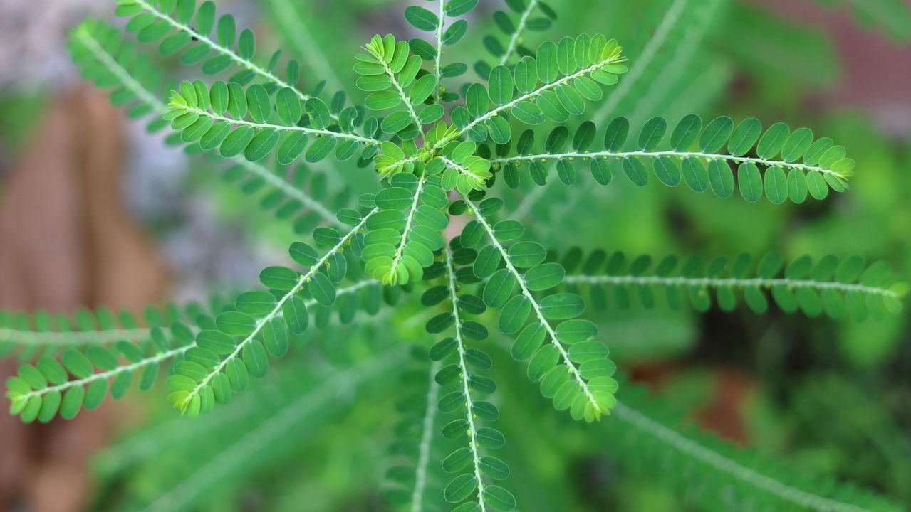 Um Tônico Geral para Sua Vitalidade - inspiração 2