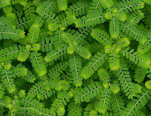 Desintoxicação do Fígado: Um Aliado Natural para Seu Bem-Estar - inspiração 2