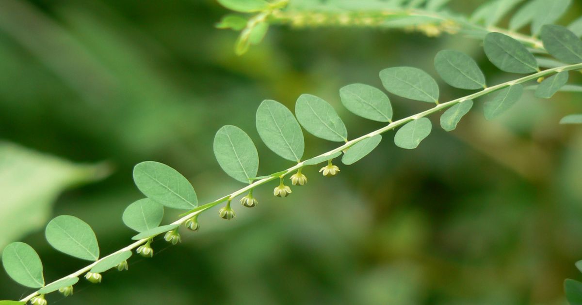 Saúde Digestiva: Como o Chá Auxilia na Digestão - inspiração 2