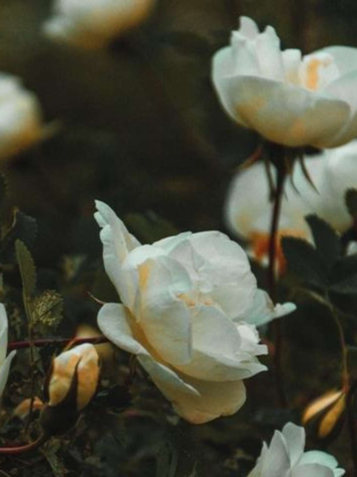 Dormir Melhor: Um Convite ao Descanso Reparador Noturno - inspiração 1