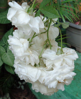 Melhora do Humor e Redução do Estresse: Um Momento de Paz na Sua Rotina - inspiração 1