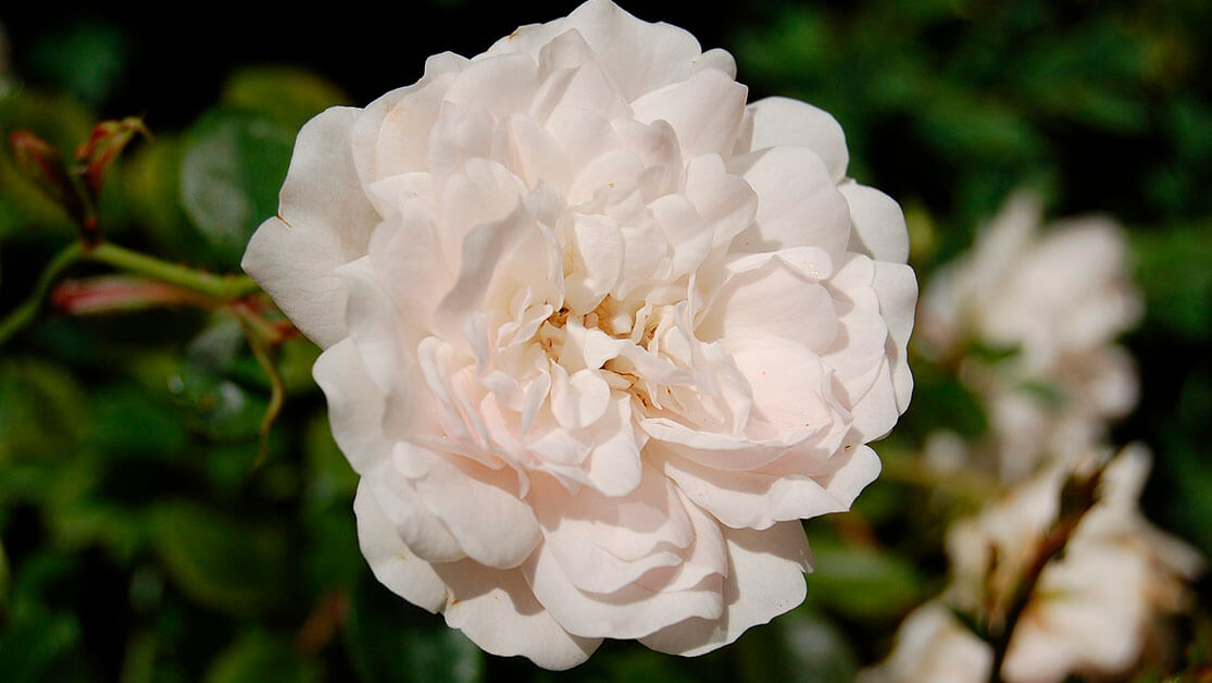 Hidratação Refrescante e Saborosa: Uma Alternativa Deliciosa à Água - inspiração 2