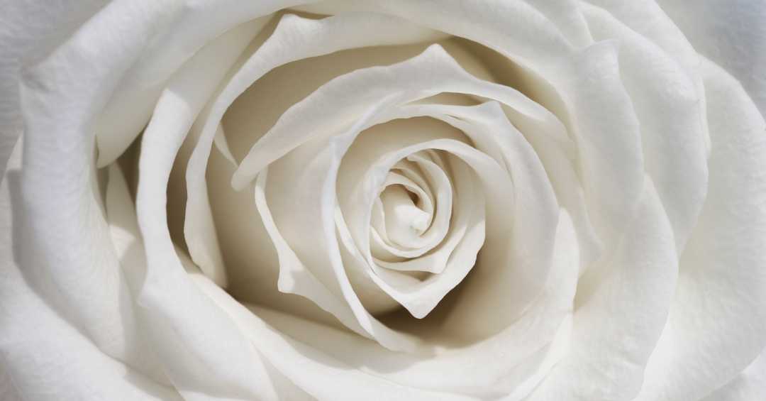 Potencial Anti-inflamatório: Combatendo Inflamações de Forma Suave - inspiração 1