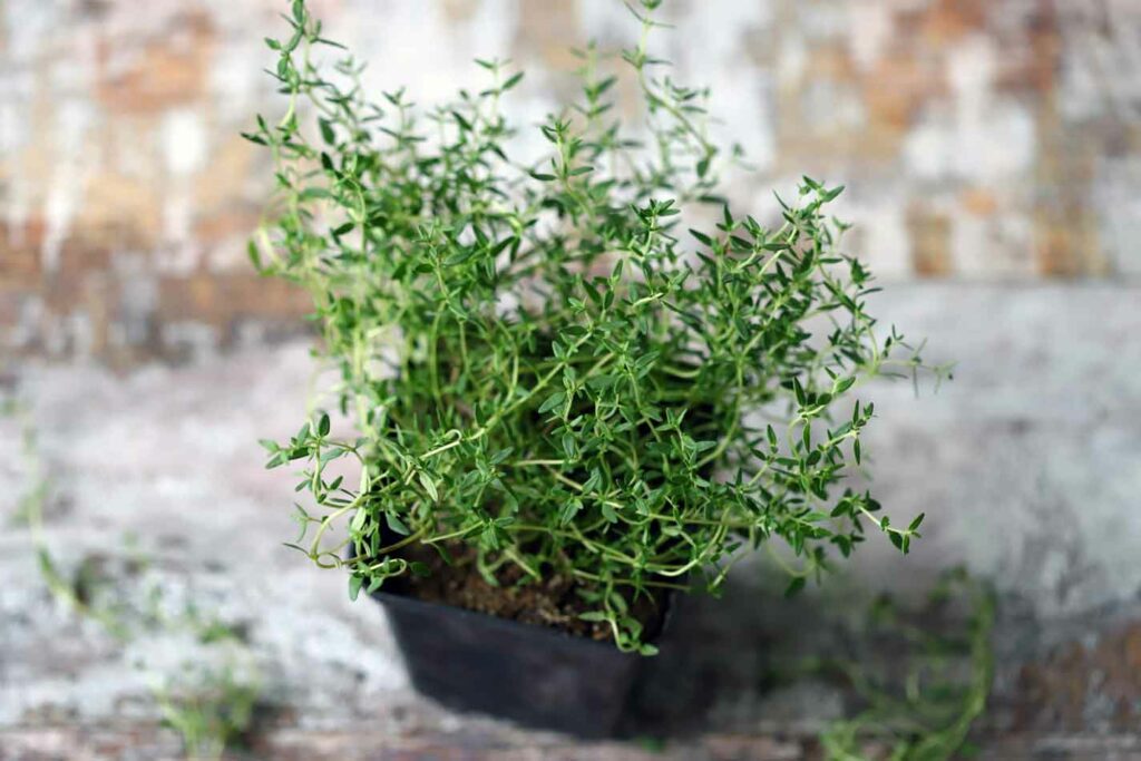 Pele Radiante: Os Efeitos Positivos do Tomilho no Seu Bem-Estar Cutâneo - inspiração 1