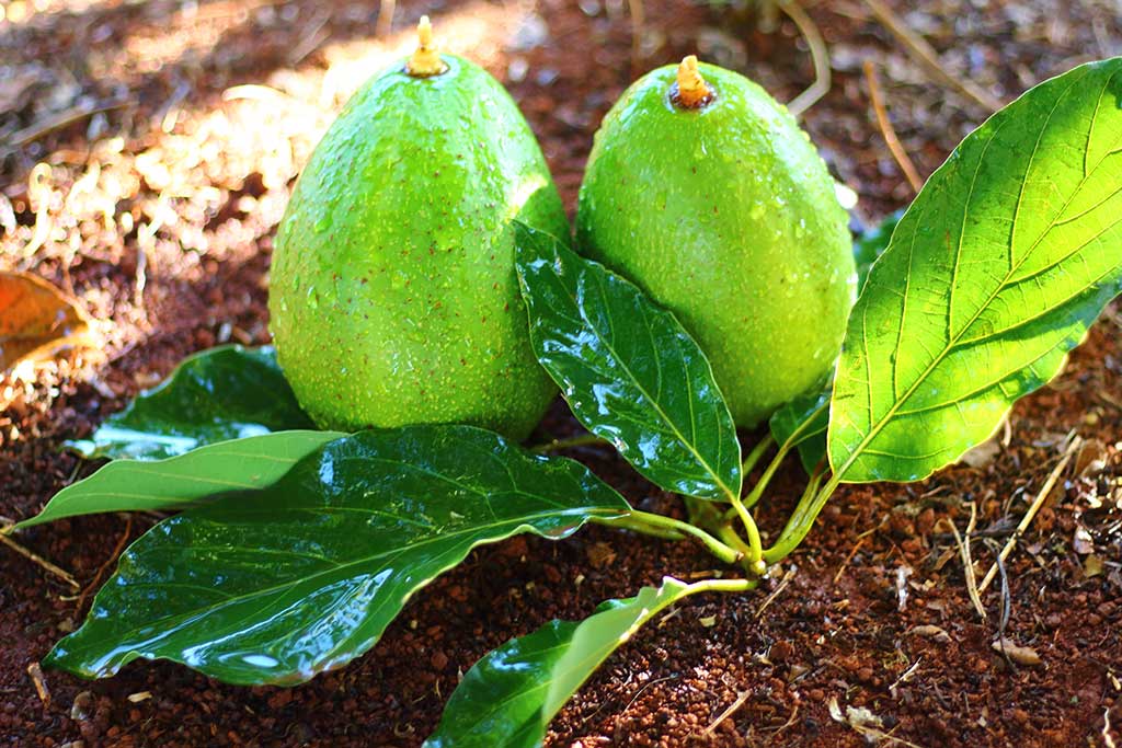 Seu Aliado no Controle da Glicemia e Diabetes - inspiração 1
