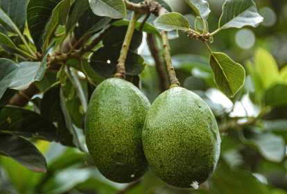 Benefícios Para o Coração e Pressão Arterial - inspiração 2