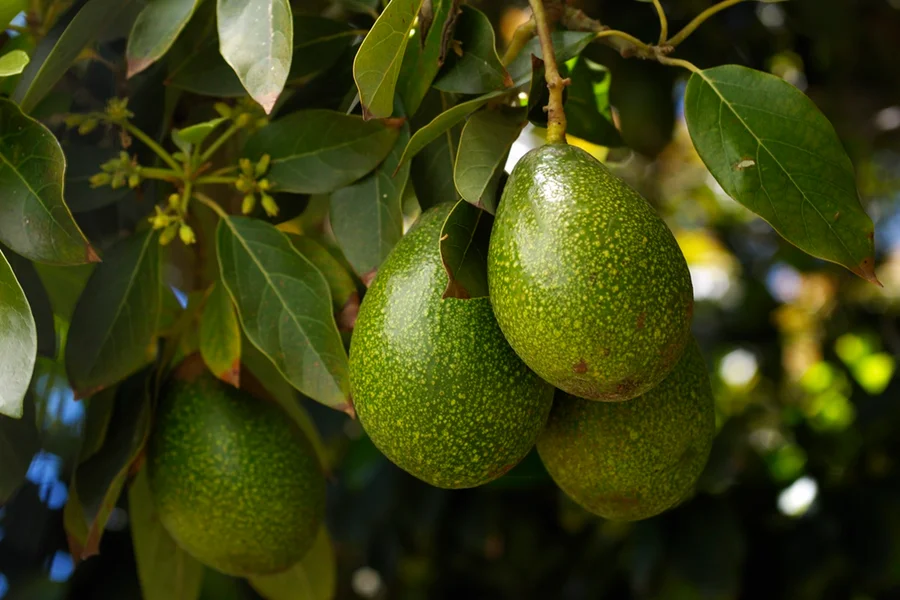 Potencial na Prevenção de Certos Tipos de Câncer - inspiração 2