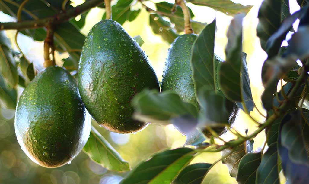 Efeito Calmante e Redução do Estresse - inspiração 1