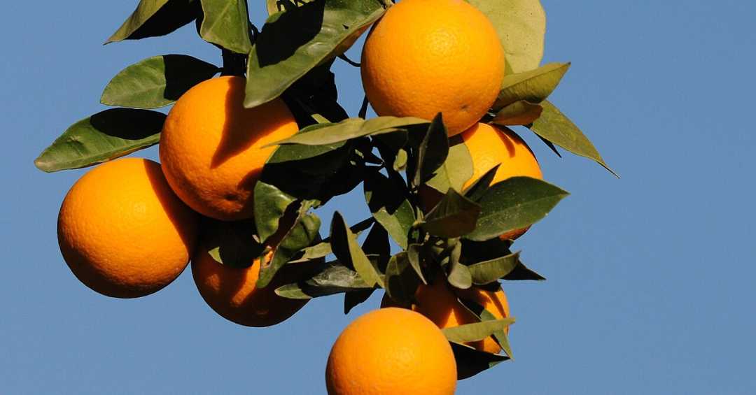 Ação Antioxidante para Blindar Seu Corpo - inspiração 2