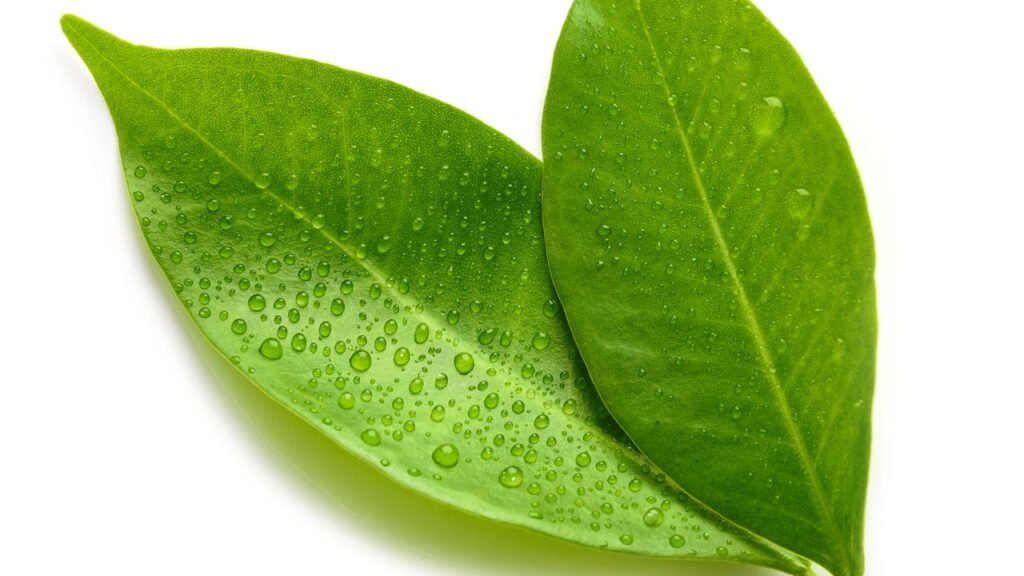 Um Suspiro de Alívio para Indigestões e Desconfortos - inspiração 2