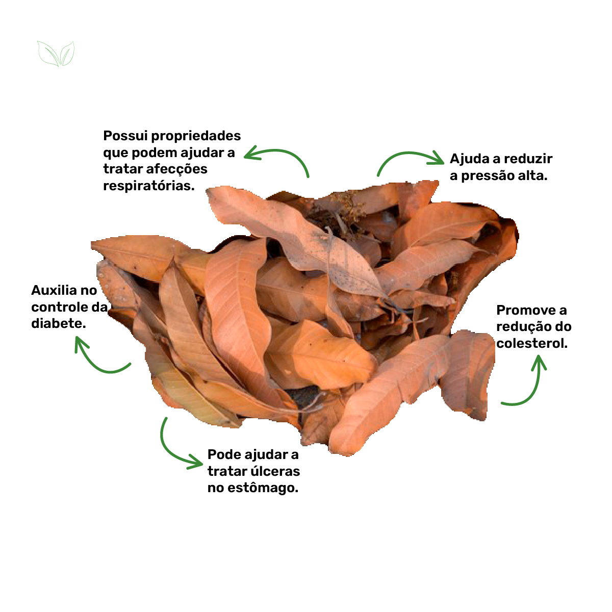 O Poder Antioxidante da Folha de Manga Contra o Envelhecimento - inspiração 1