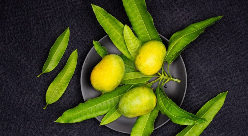 O Poder Antioxidante da Folha de Manga Contra o Envelhecimento - inspiração 2