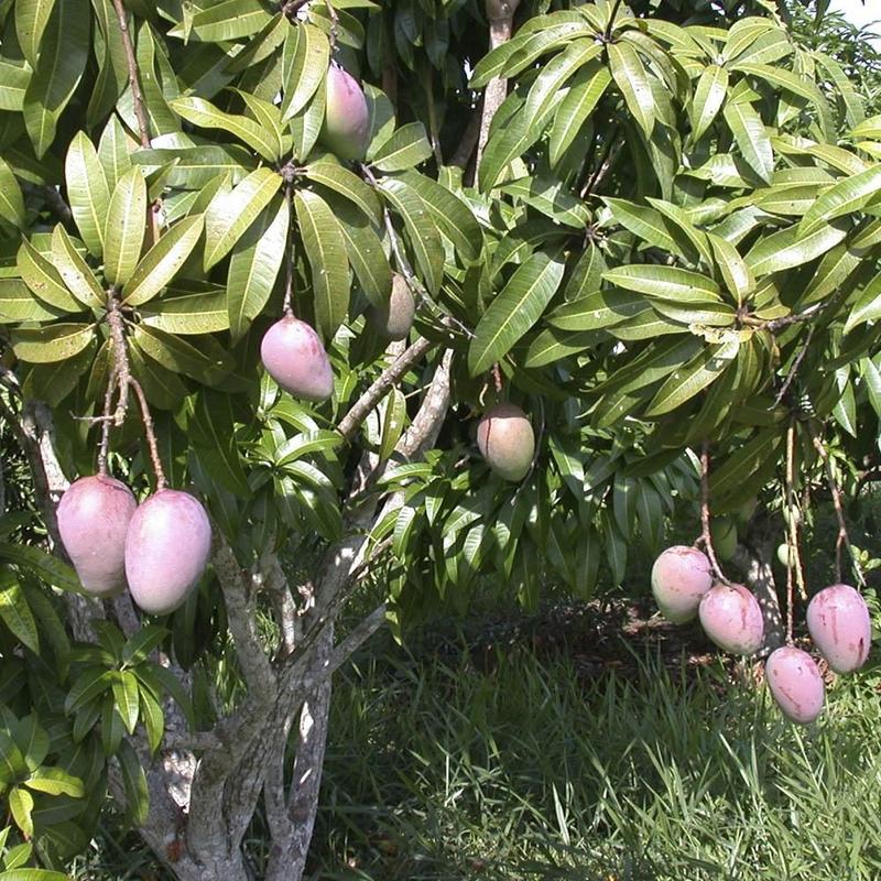 Folha de Manga: Uma Aliada Para Seu Coração - inspiração 1