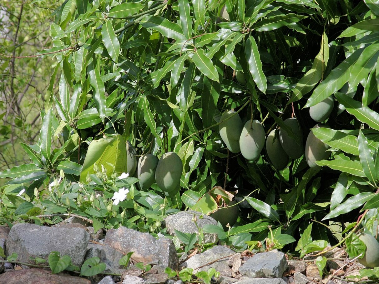 Folha de Manga: Uma Aliada Para Seu Coração - inspiração 2