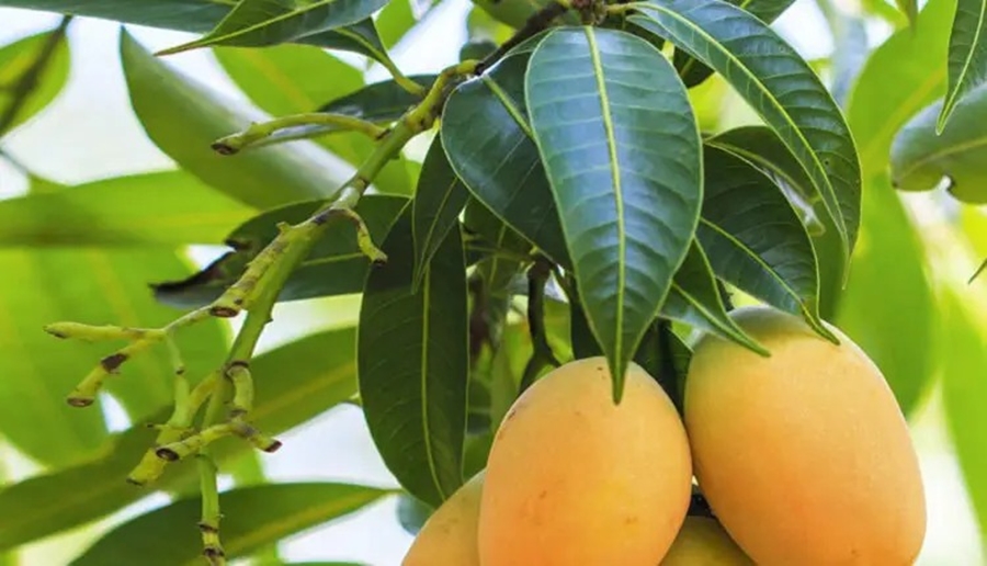 Como a Folha de Manga Pode Ajudar na Perda de Peso - inspiração 1