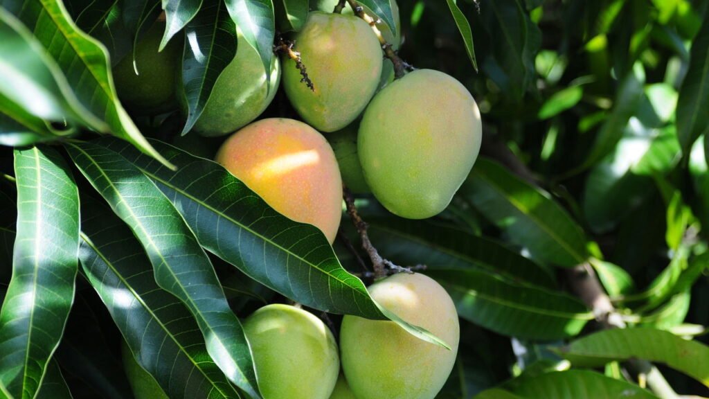 Folha de Manga e a Saúde dos Seus Rins - inspiração 2