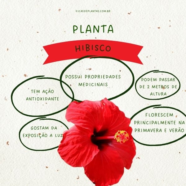 Imunidade Reforçada: Descubra Como o Hibisco Fortalece Suas Defesas - inspiração 1
