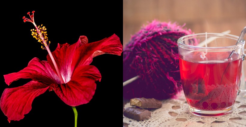 Um Respiro Melhor: Hibisco e Seus Impactos no Sistema Respiratório - inspiração 2