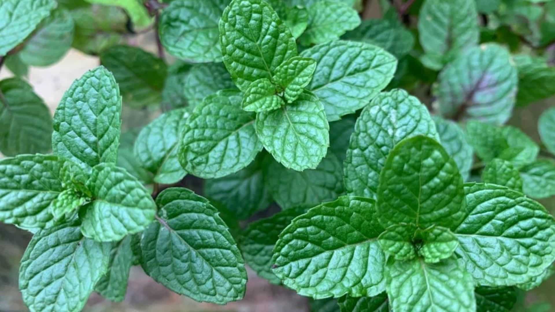 Ajuda no Controle do Açúcar no Sangue: Um Aliado para sua Saúde - inspiração 2