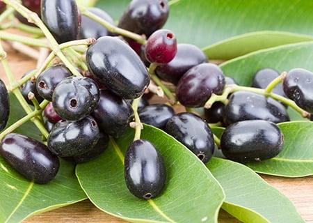 Fortalecimento do Sistema Imunológico: Mais Defesas para o Seu Organismo - inspiração 1