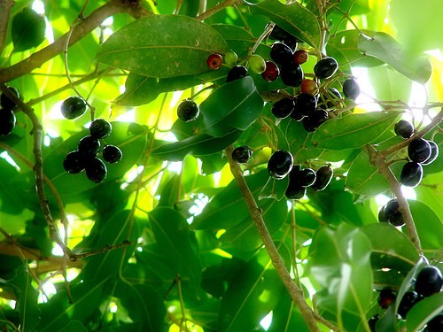 Propriedades Anti-inflamatórias: Aliviando Inflamações e Desconfortos - inspiração 2