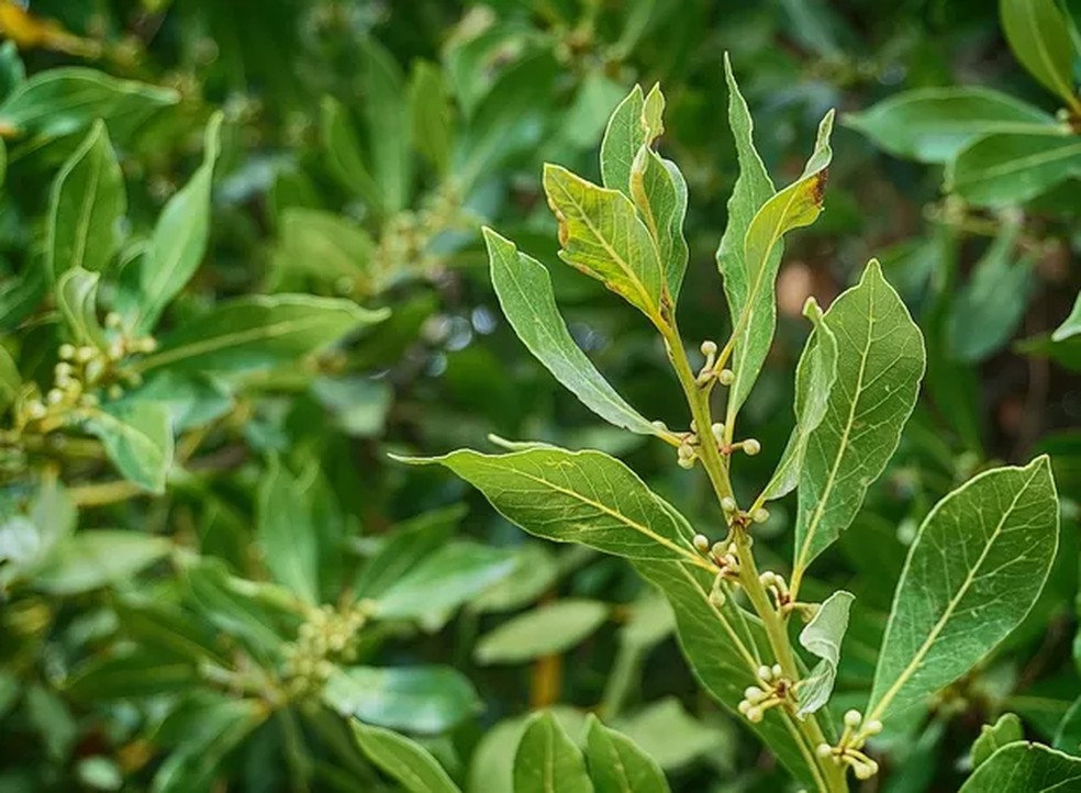 Anti-inflamatório Natural: Alívio Para Seu Corpo - inspiração 2