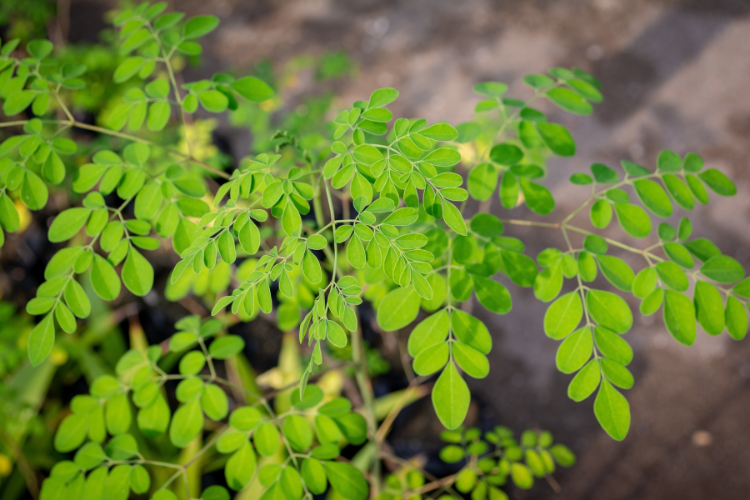 Pele Radiante: O Segredo da Moringa para um Brilho Saudável - inspiração 1