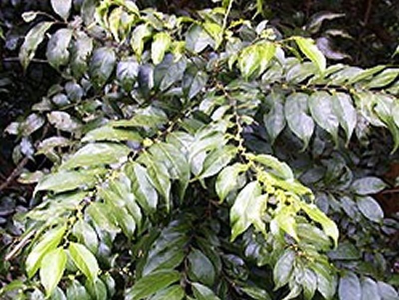 Apoio em Dietas de Emagrecimento - inspiração 1