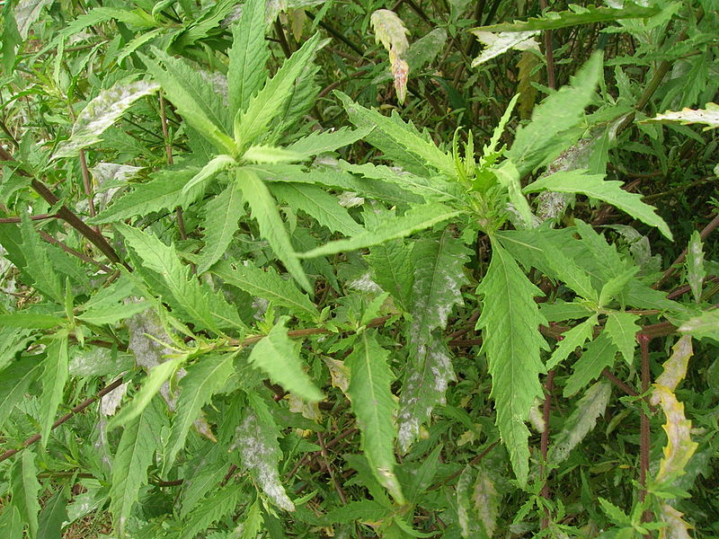 Alívio para desconfortos digestivos: como o chá pode ajudar seu estômago - inspiração 1