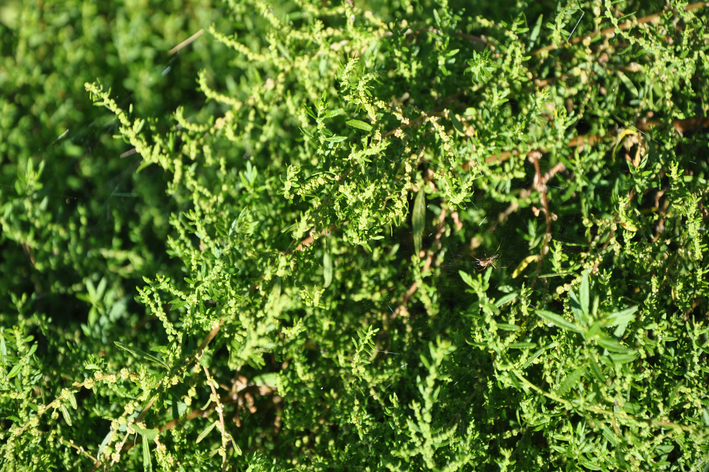 Ação anti-inflamatória: um respiro para dores e inchaços - inspiração 2