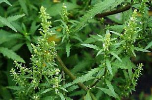 Propriedades antioxidantes: protegendo suas células no dia a dia - inspiração 2